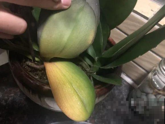 养花叶子突然发黄，赶紧救，还有希望！