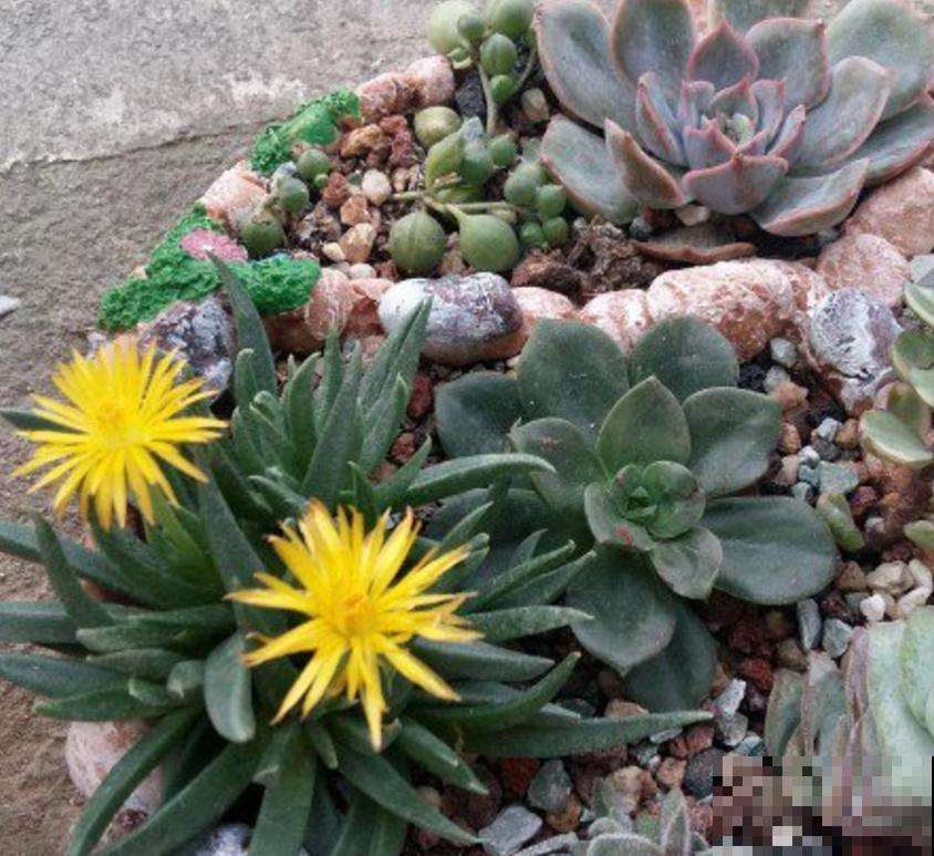 这5种多肉爱开花,花朵还极美,没见过亏大了! 这5种多肉爱开花,花朵还极美,没见过亏大了!