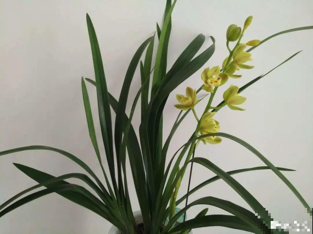 你在哪个城市，最适合养的花就是它！