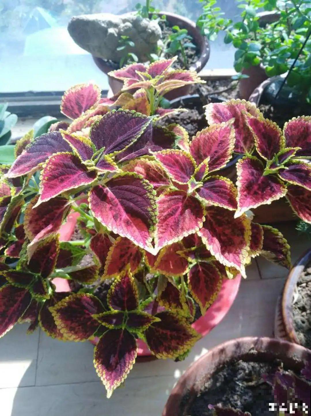 越晒越美的花，扔太阳底下晒着，红红的特好看！