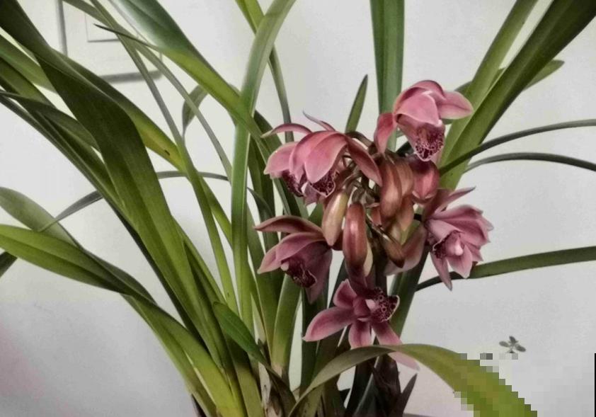 养兰花不如养这种花，花大如拳头，碾压其它年宵花！