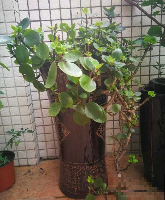 最大的长寿老桩,7年时间,养成盆景! 最大的长寿老桩,7年时间,养成盆景!