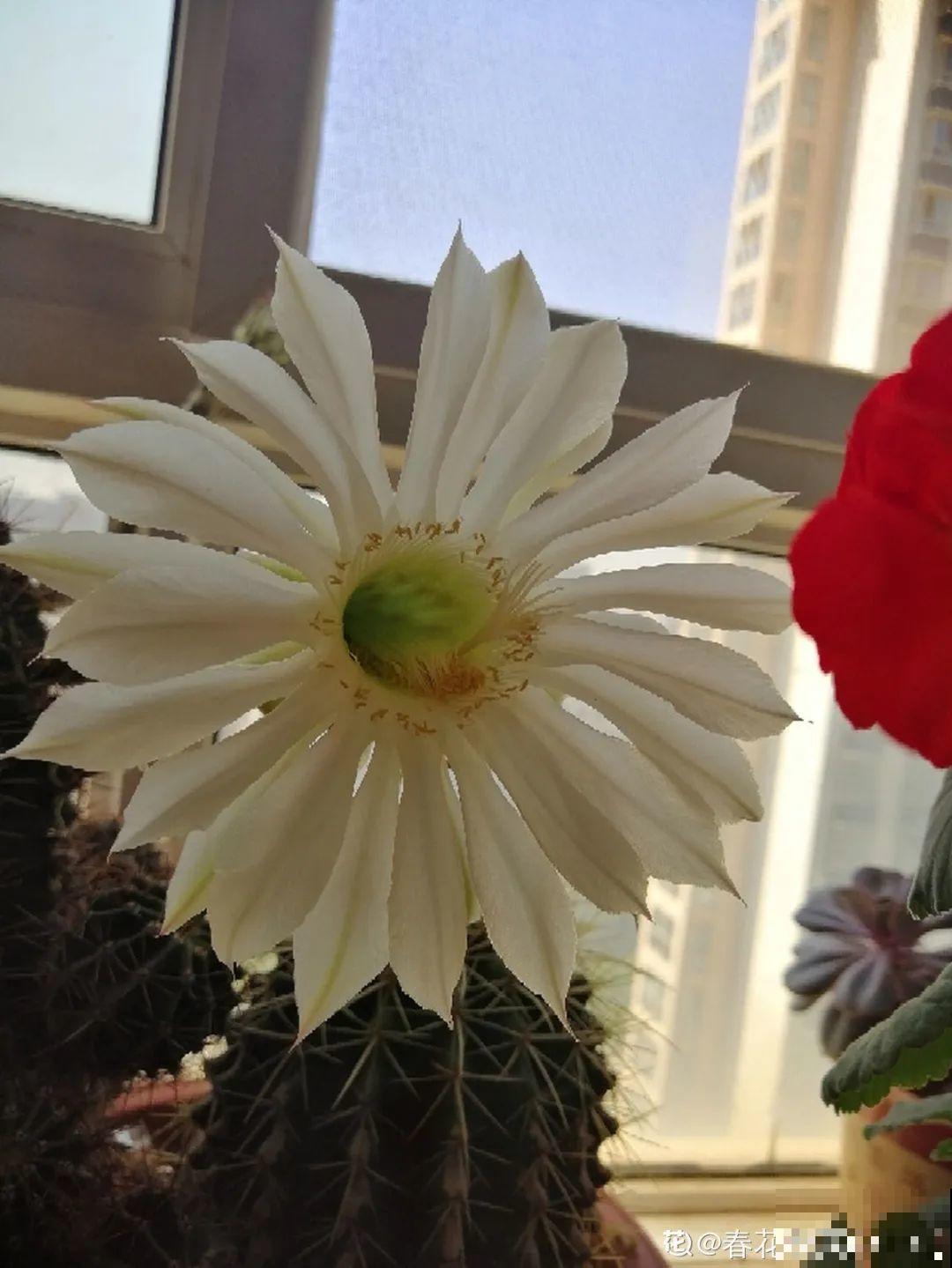 15种花，开完花就结种子，千万别丢掉