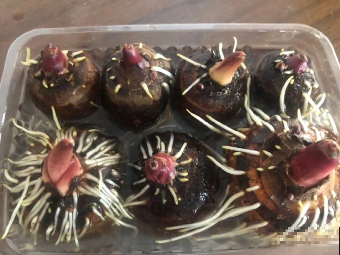 人参萝卜开花了,我种的花,都是这么奇奇怪怪! 人参萝卜开花了,我种的花,都是这么奇奇怪怪!