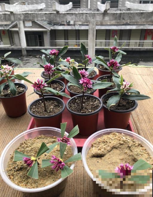 植物命名的5种方式,新奇有趣! 植物命名的5种方式,新奇有趣!