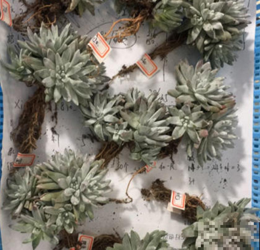 仙女杯养不好？生根太慢，催一催就好！