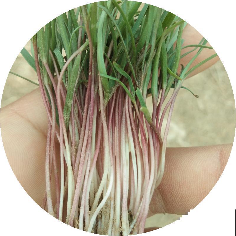 卫生间总是有异味，不如养盆“杀菌花”，净化空气味道香香