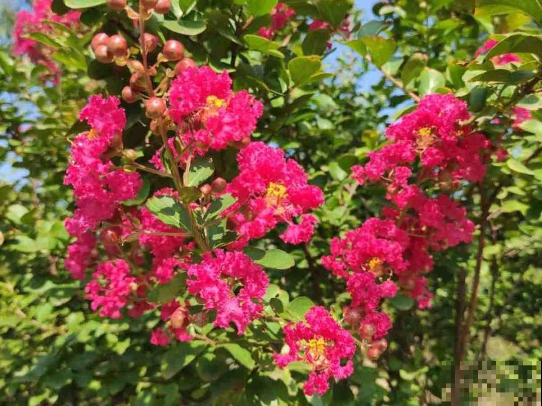 你在哪个城市，最适合养的花就是它！