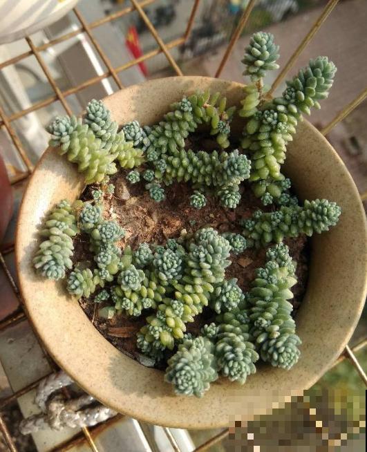 这种多肉就欠晒,越晒越上色,五彩斑斓美爆了! 这种多肉就欠晒,越晒越上色,五彩斑斓美爆了!