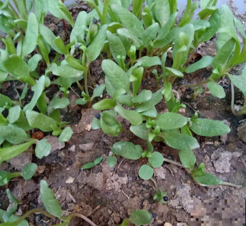 秋冬阳台种菠菜,抗寒又好养,改善伙食种一波儿! 秋冬阳台种菠菜,抗寒又好养,改善伙食种一波儿!