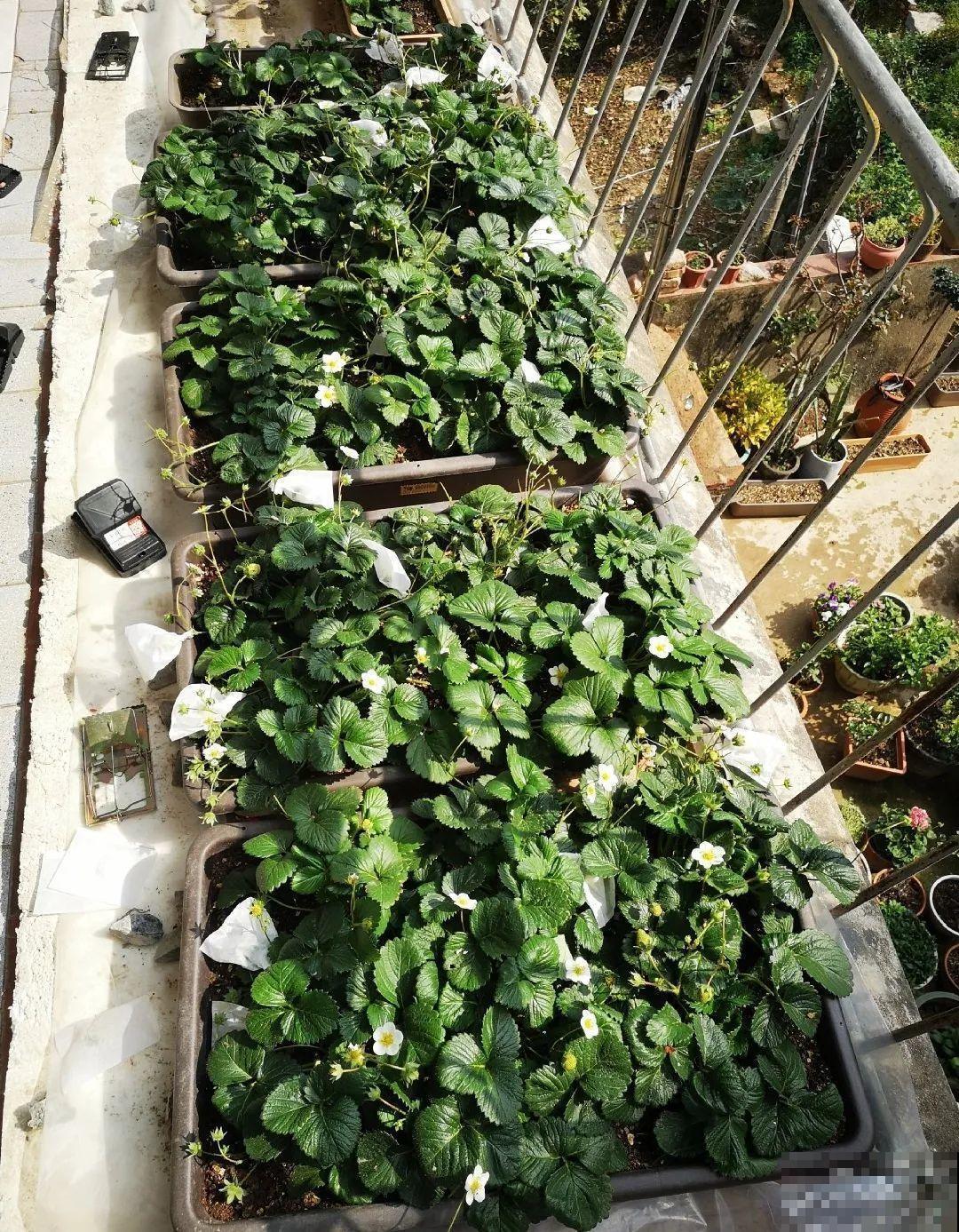 秋天养盆草莓，很快就开花，还能结果子