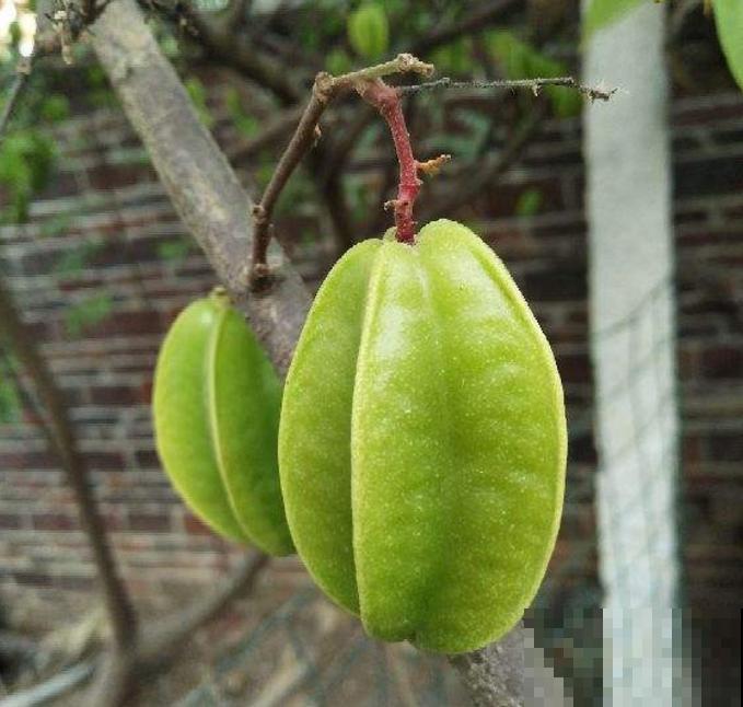 种盆杨桃摆阳台，造型别致，气味香甜，省下空气清新剂！