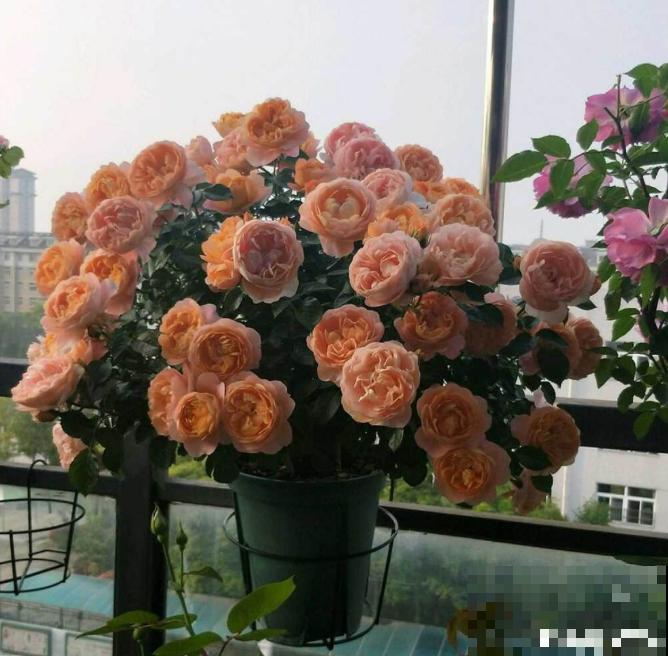 月季开花多与少,全看秋冬会不会养,2个工作要做好! 月季开花多与少,全看秋冬会不会养,2个工作要做好!