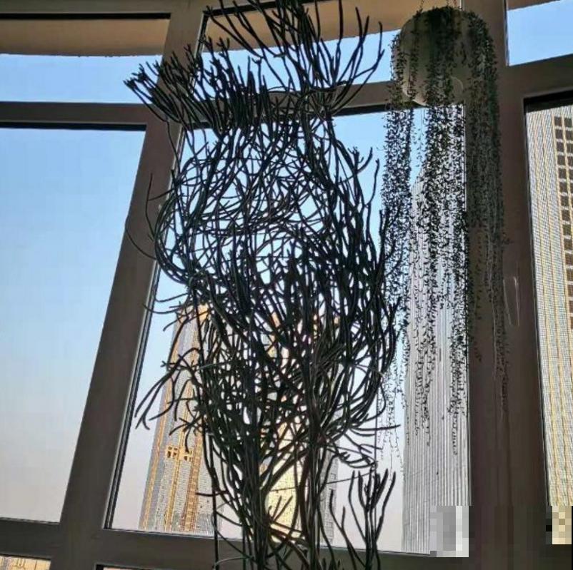 光棍树不好惹，白色液体碰不得，要小心！