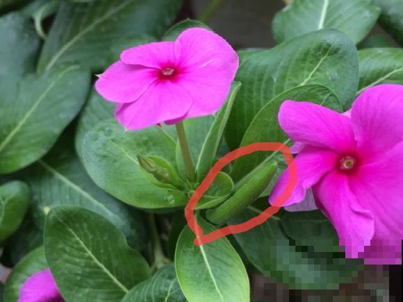 秋分后，绿化带捡种子，回家撒土里就活！