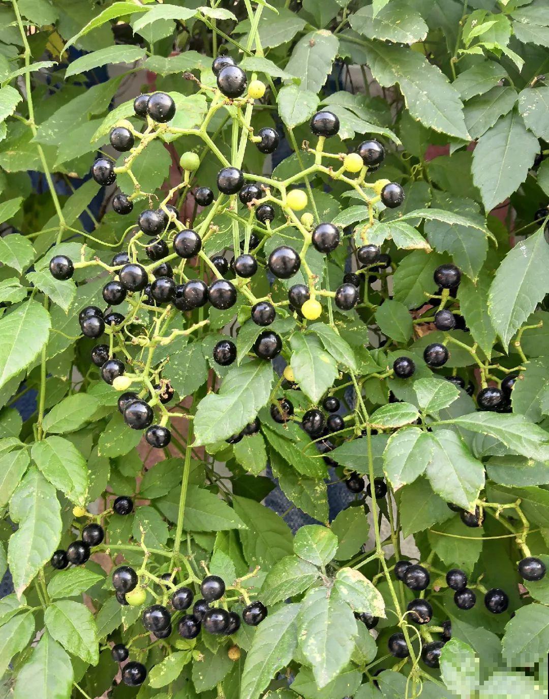 救命！入侵植物爬进院子，三年都杀不完！