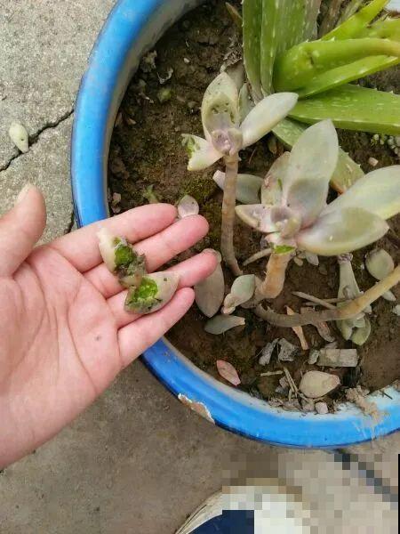 叶子被狗啃光了,还能不能活?糟心! 叶子被狗啃光了,还能不能活?糟心!