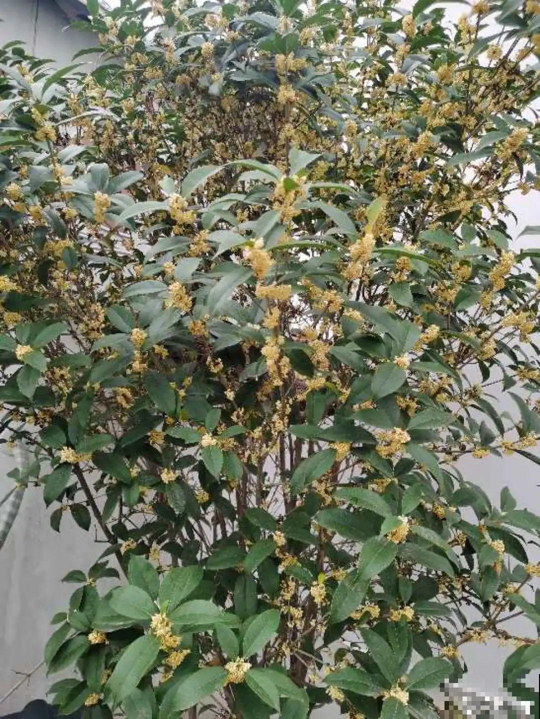霜降来临，茉莉抓紧剪一波，更抗冻，好过冬！