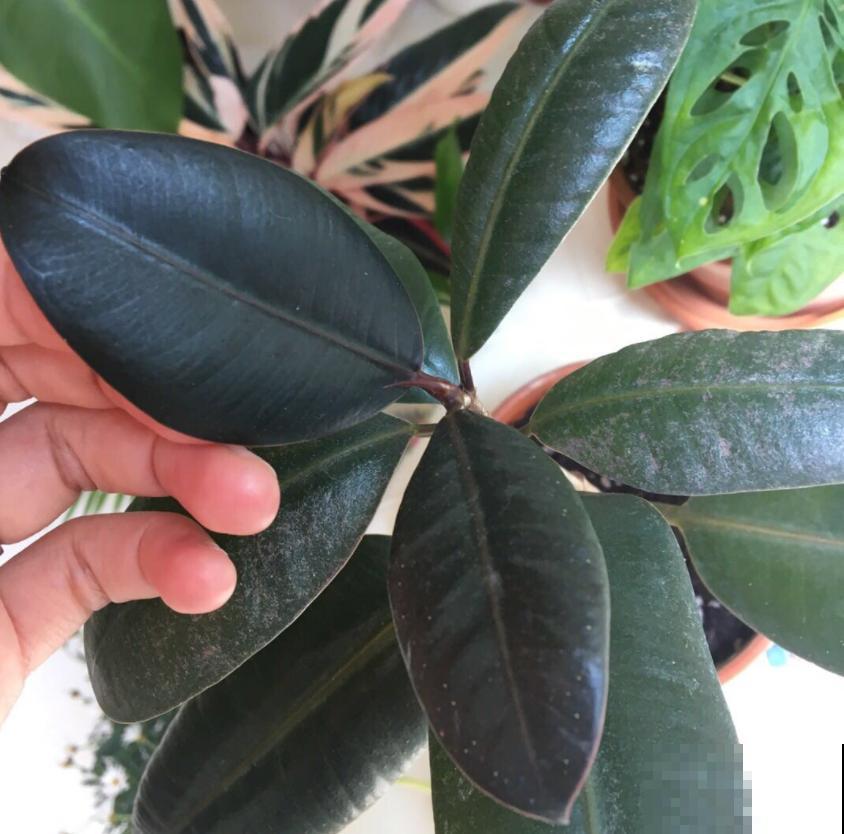 橡皮树为啥扦插不好？时间选错了，换个季节重来！