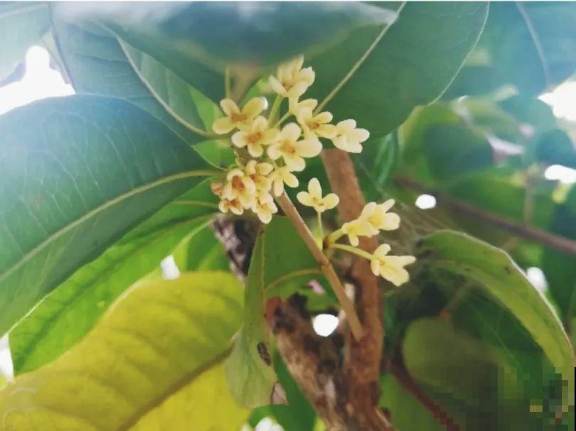 你在哪个城市，最适合养的花就是它！