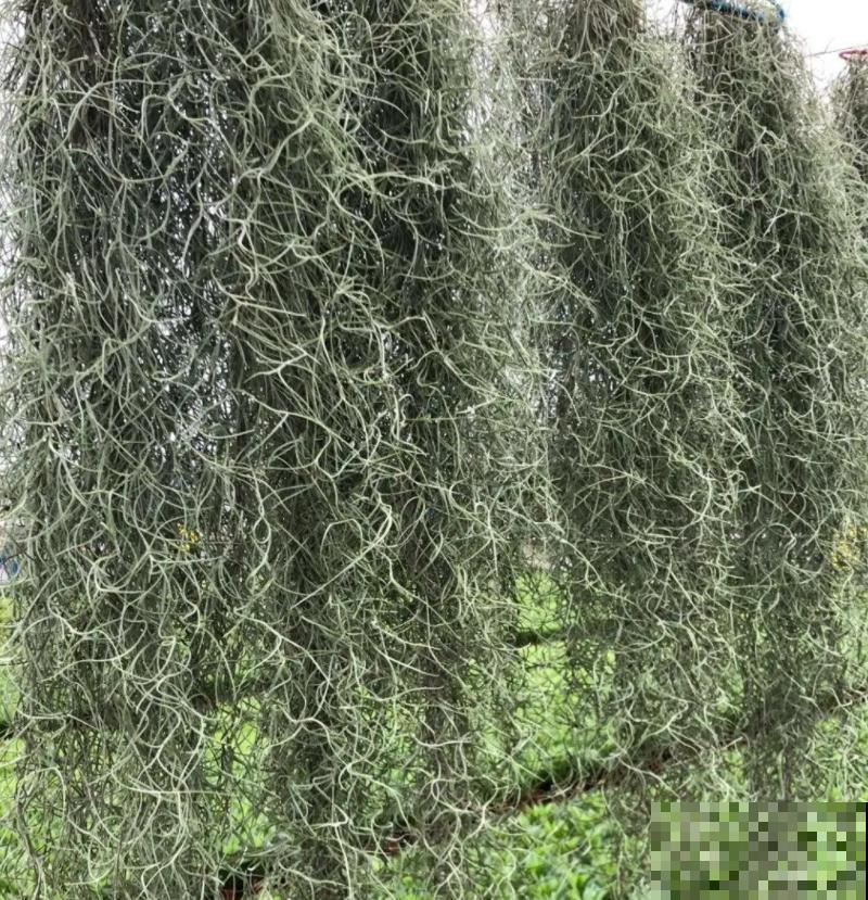 家里养棵球兰，开花漂亮，香味浓郁