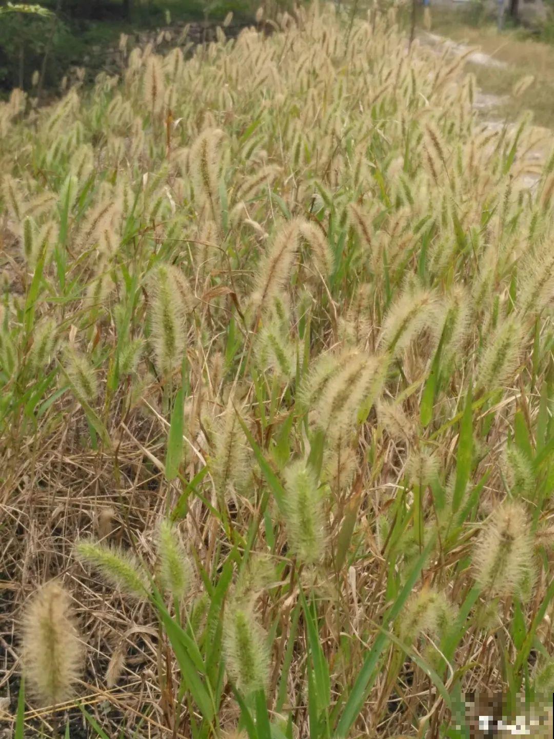 十一赏花图谱，看了啥花都认识，不用问别人！