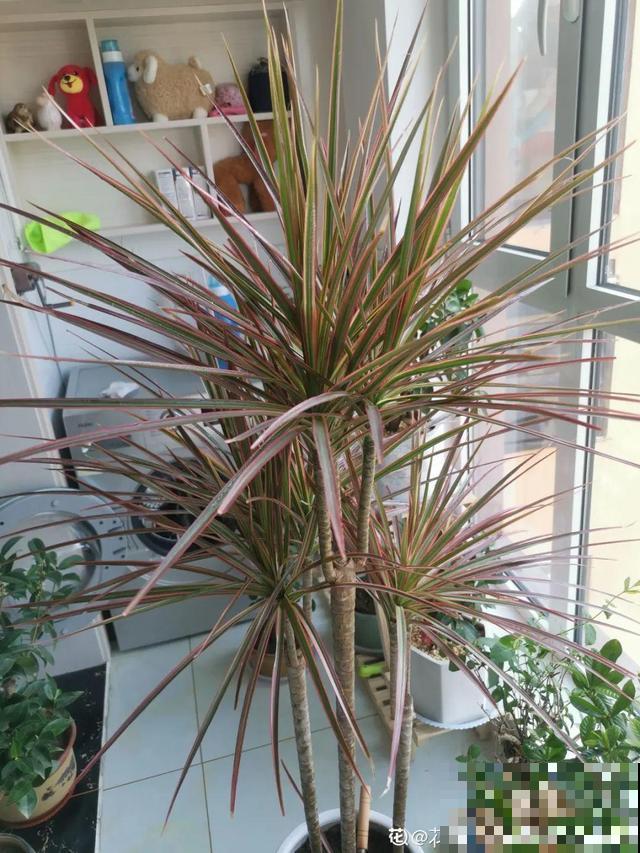 15种镇宅花，家里摆一盆，镇宅旺运超霸气！