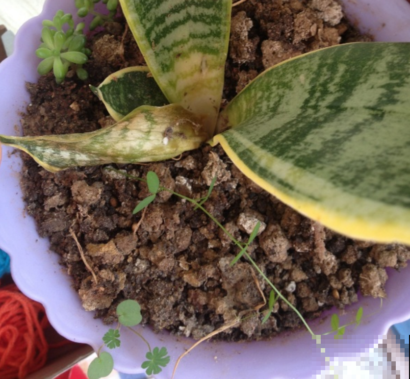 虎尾兰冬天很脆弱，肥水都少用，用多了就犯病！