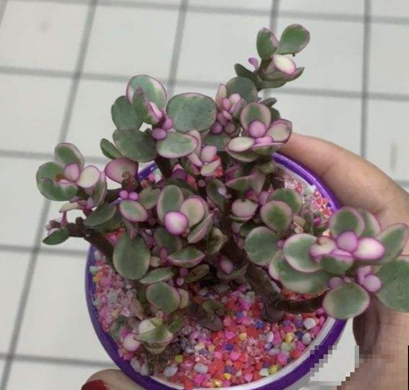 买到药锦怎么办？狠心切一切，还是一棵好花树！