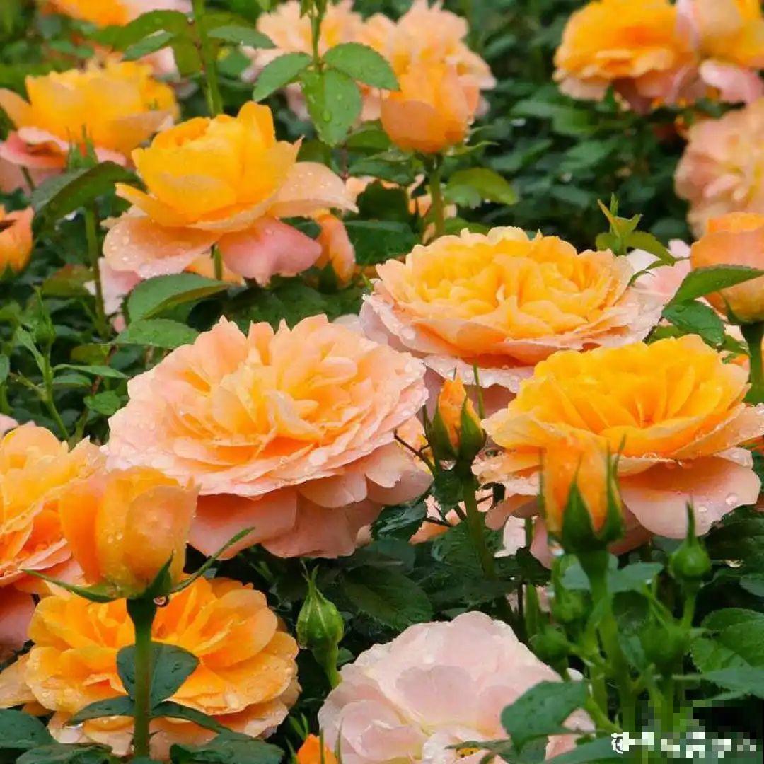 现在开始埋冬肥了,月季补一补,明年满枝爆花! 现在开始埋冬肥了,月季补一补,明年满枝爆花!