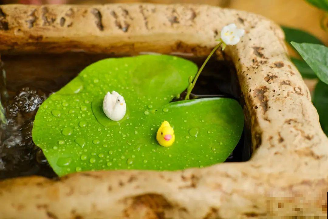 逛花市必买的花，十月入手刚刚好，不买亏大了！