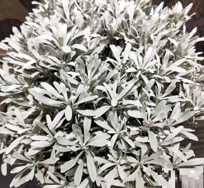 芙蓉菊这样养，花繁叶茂，蚊虫绕路走！