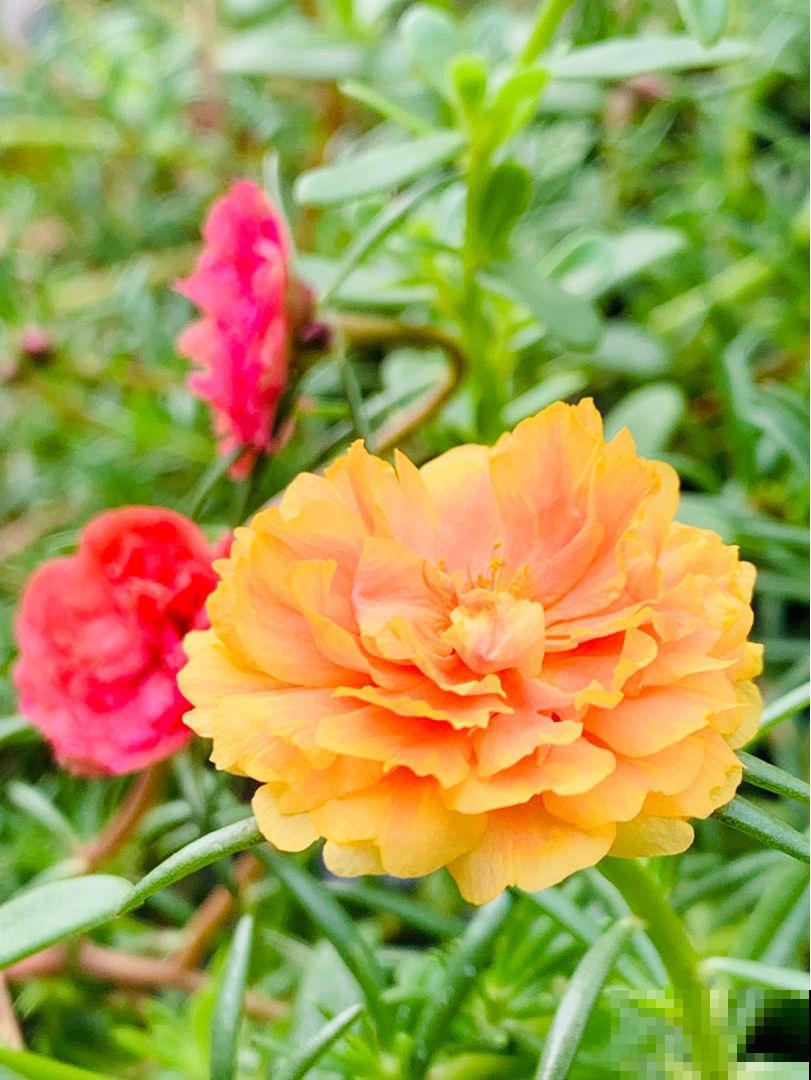 秋天凉风飕飕起，花卉入室要注意，两项工作要做好