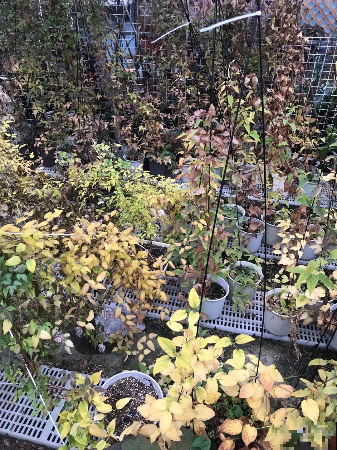 7种花冬天要休眠，看着好像枯死了，千万别丢掉