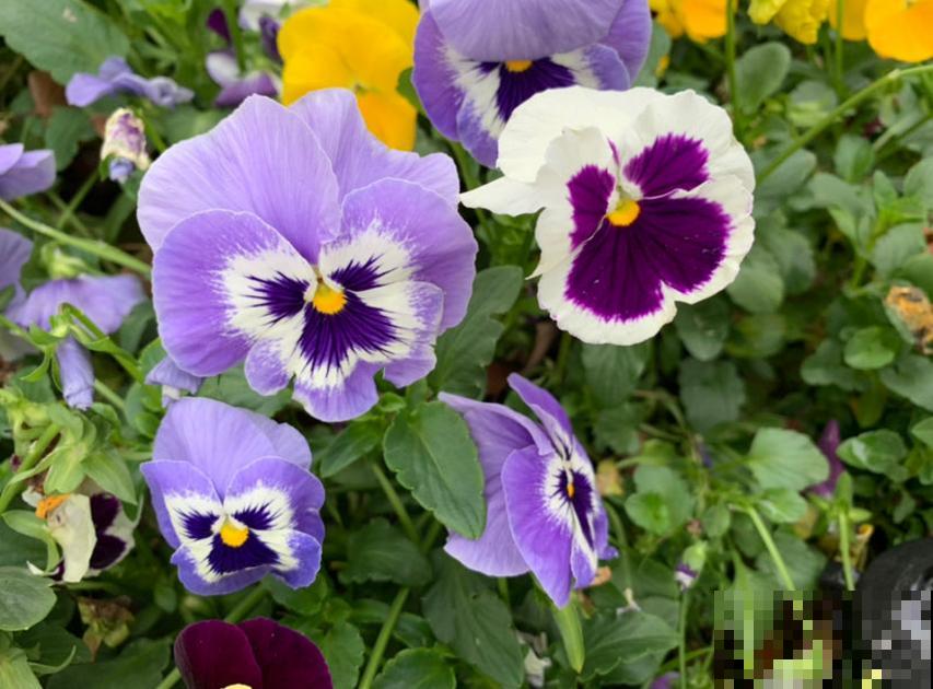 3种植物放在儿童房，净化空气，开发智力，优点特别多！