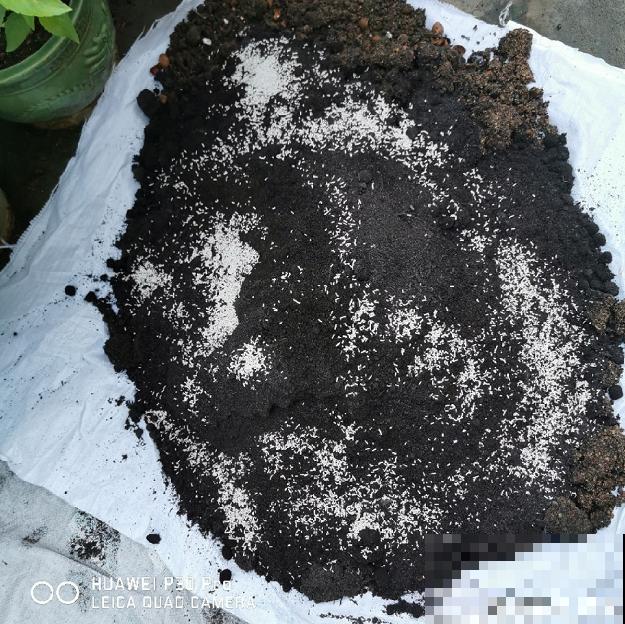 月季开花多与少,全看秋冬会不会养,2个工作要做好! 月季开花多与少,全看秋冬会不会养,2个工作要做好!