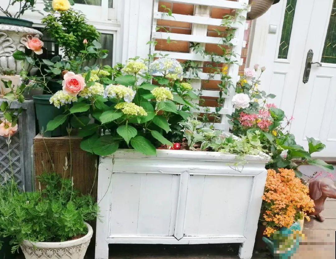 人家拆迁，我捡宝贝，花盆大缸……随便拿！