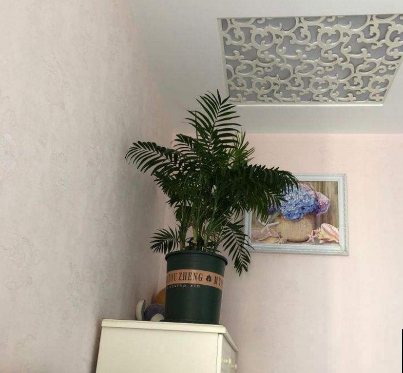 这2种大型绿植,秋天入手,整年无忧,好看! 这2种大型绿植,秋天入手,整年无忧,好看!