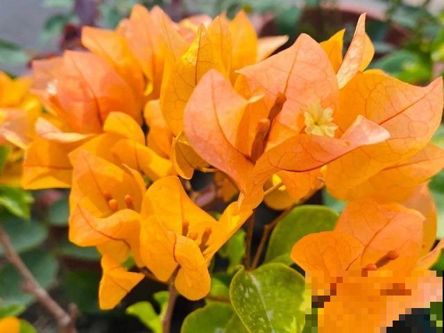 十月养这花,撸叶子、少浇水,10天冒出大花苞! 十月养这花,撸叶子、少浇水,10天冒出大花苞!