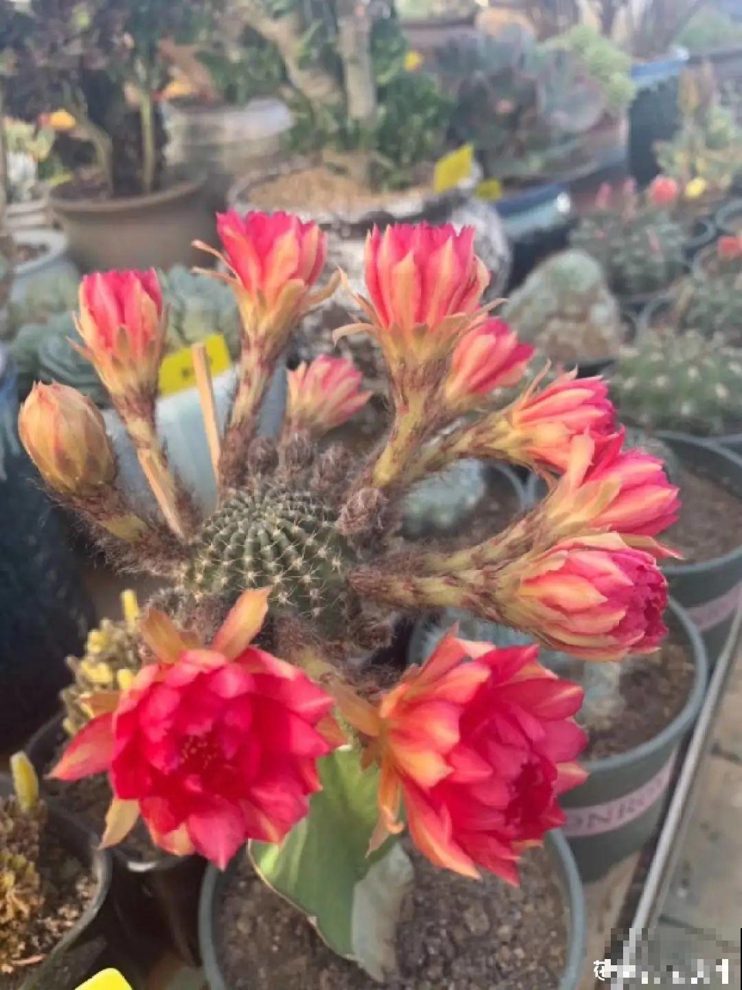 这种花特抗冻,不怕严寒,养死算我输! 这种花特抗冻,不怕严寒,养死算我输!