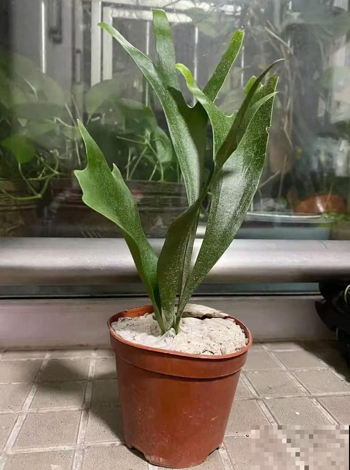 这种蕨类像鹿角，挂在墙上气质爆棚，太上档次！