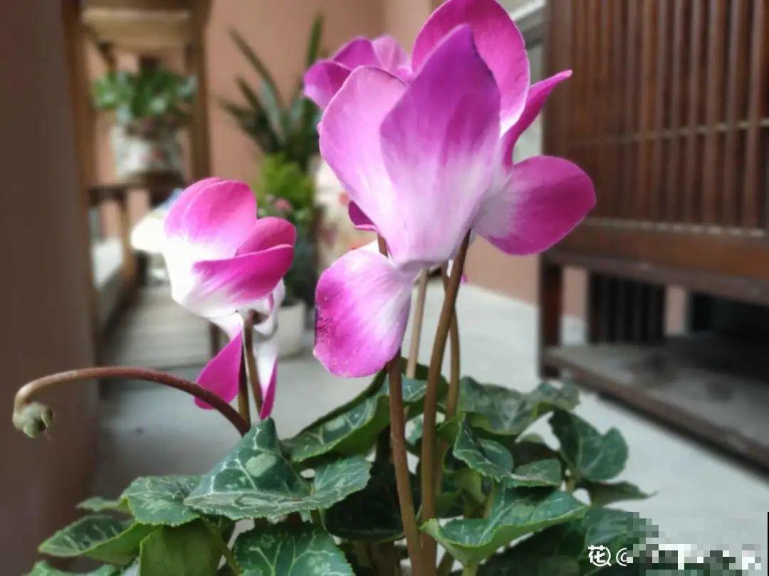 50种冬天开花植物,天冷了,照样冒花苞! 50种冬天开花植物,天冷了,照样冒花苞!