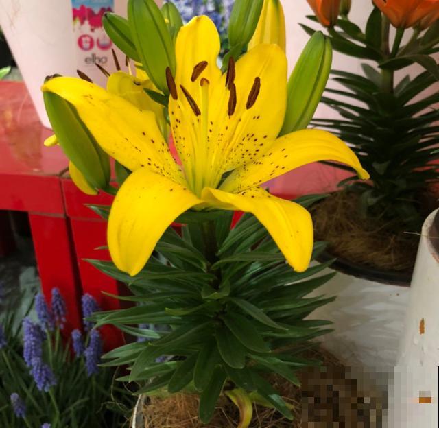 百合花球根是个好东西，掰一掰就能繁殖，一盆变多盆！