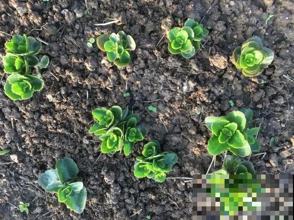 长寿还是地栽长得肥，皮实好养，满头都是花苞