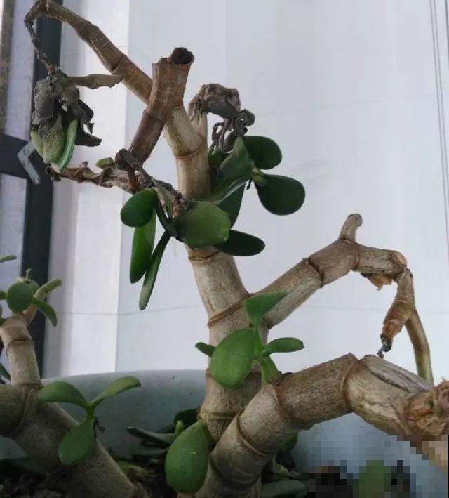 水浇多了，快把土刨掉，否则花3天必死！