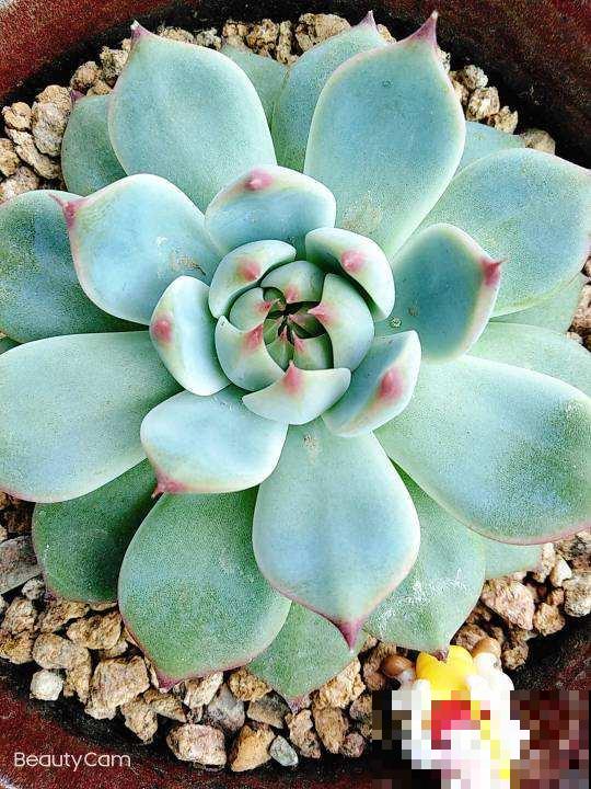 养多肉最重要的是养根，沙土养护才最好，透气好根长得旺