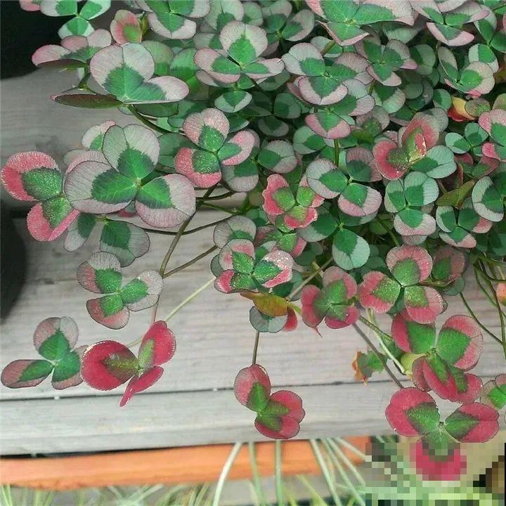 天冷了，花的叶子也能变色，一天一个样！