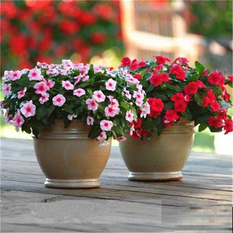 想省心就养这些花,没有病虫害,就爱开花! 想省心就养这些花,没有病虫害,就爱开花!