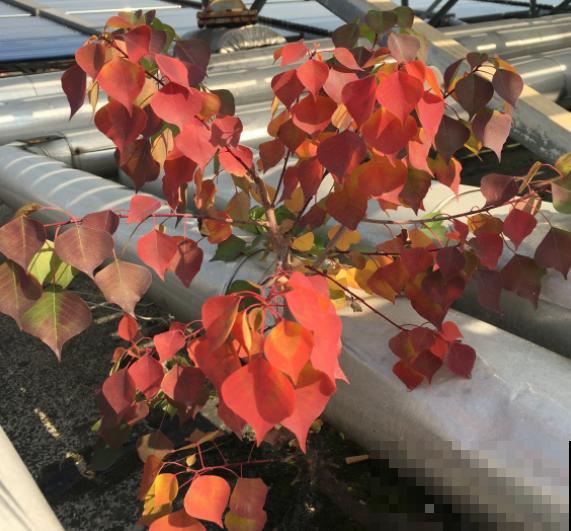 这种花就欠冻，搬进室内掉叶子，放外边就好！