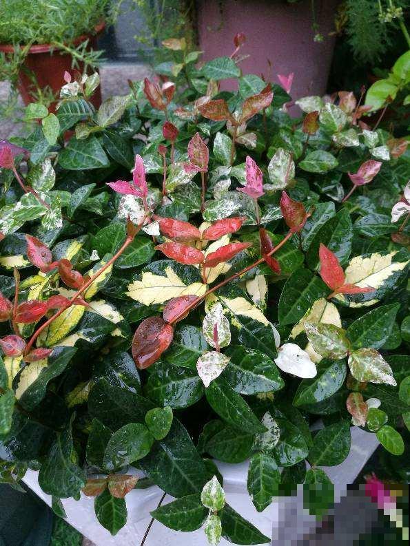 9种叶子花比花还美,叶子像油画,还特耐阴! 9种叶子花比花还美,叶子像油画,还特耐阴!